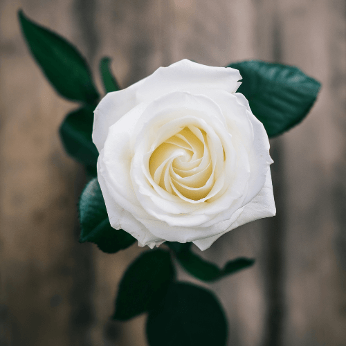 Best Roses of the World - Sustainability